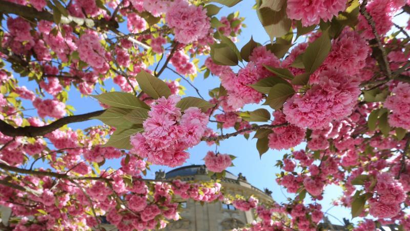In voller Blüte stehen die japanischen Zierkirschen im Hofgarten der Residenz. Foto: Karl-Josef Hildenbrand/Archivbild In voller Blüte stehen die japanischen Zierkirschen im Hofgarten der Residenz. Foto: Karl-Josef Hildenbrand/Archivbild