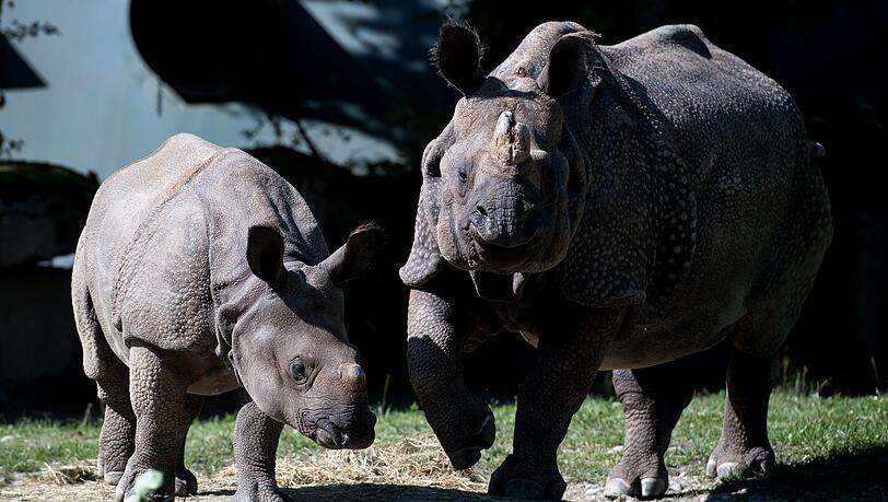 Nashorn-Mama Rapti (rechts) starb im Alter von 35 Jahren (Archivbild von 2016).
