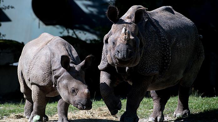 Nashorn-Mama Rapti (rechts) starb im Alter von 35 Jahren (Archivbild von 2016).