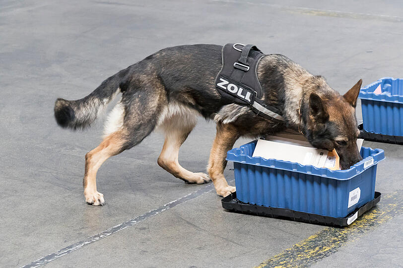 Auch Zollhunde – wie dieser Einsatzhund – sind beim beim Tag der offenen Tür zu sehen und zeigen dort ihr außergewöhnliches Spürvermögen. Auch Zollhunde – wie dieser Einsatzhund – sind beim beim Tag der offenen Tür zu sehen und zeigen dort ihr außergewöhnliches Spürvermögen.