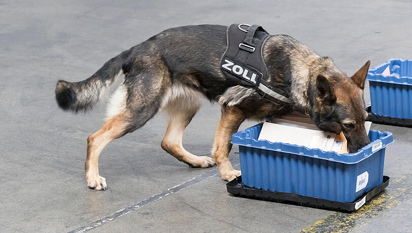 Auch Zollhunde &ndash; wie dieser Einsatzhund &ndash; sind beim beim Tag der offenen T&uuml;r zu sehen und zeigen dort ihr au&szlig;ergew&ouml;hnliches Sp&uuml;rverm&ouml;gen.