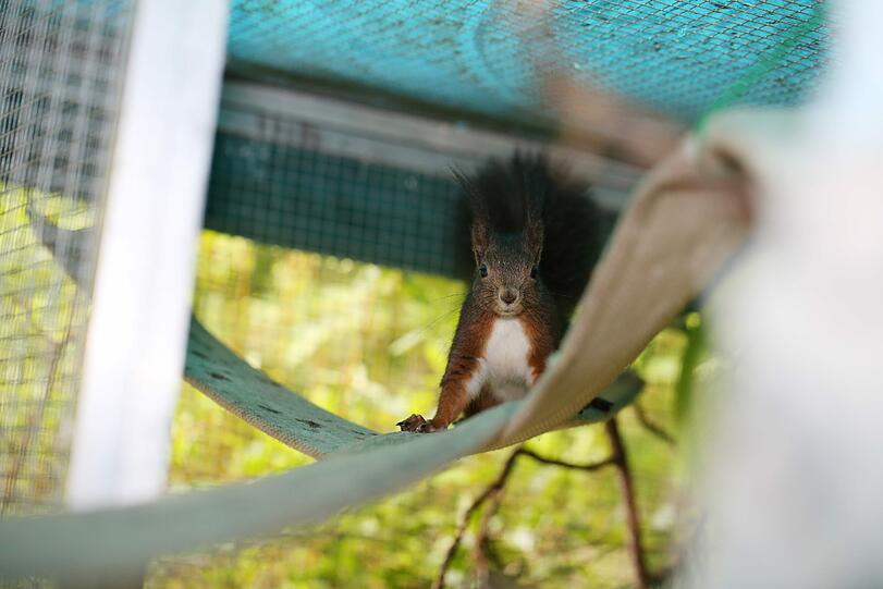 Bilder von Nanni, dem putzigen Eichhörnchen...
