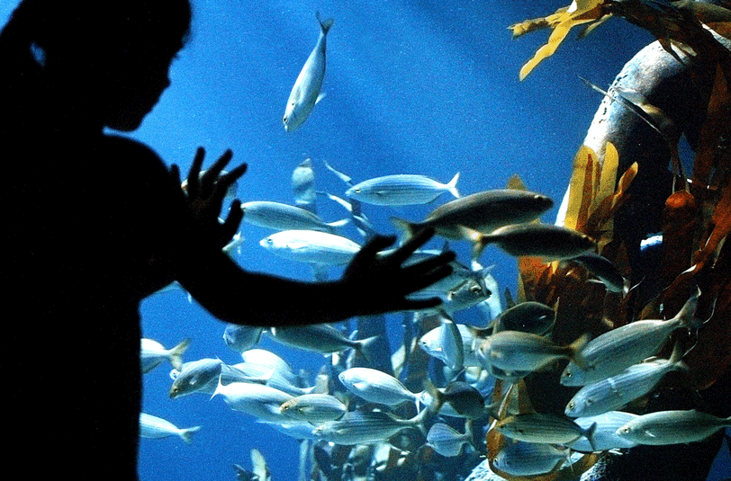 Die Unterwasserwelt im Sea Life fasziniert nicht nur Kinder.