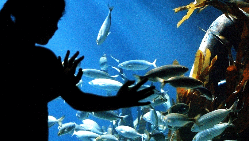 Die Unterwasserwelt im Sea Life fasziniert nicht nur Kinder. Die Unterwasserwelt im Sea Life fasziniert nicht nur Kinder.