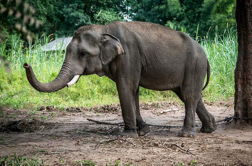 In Thailand ist ein Tourist aus Schottland von einem Elefanten totgetrampelt worden. (Symbolbild)