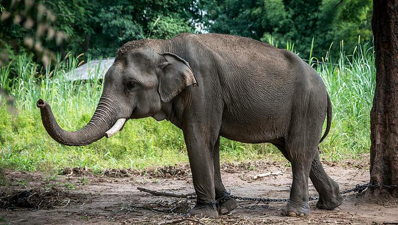 In Thailand ist ein Tourist aus Schottland von einem Elefanten totgetrampelt worden. (Symbolbild) In Thailand ist ein Tourist aus Schottland von einem Elefanten totgetrampelt worden. (Symbolbild)
