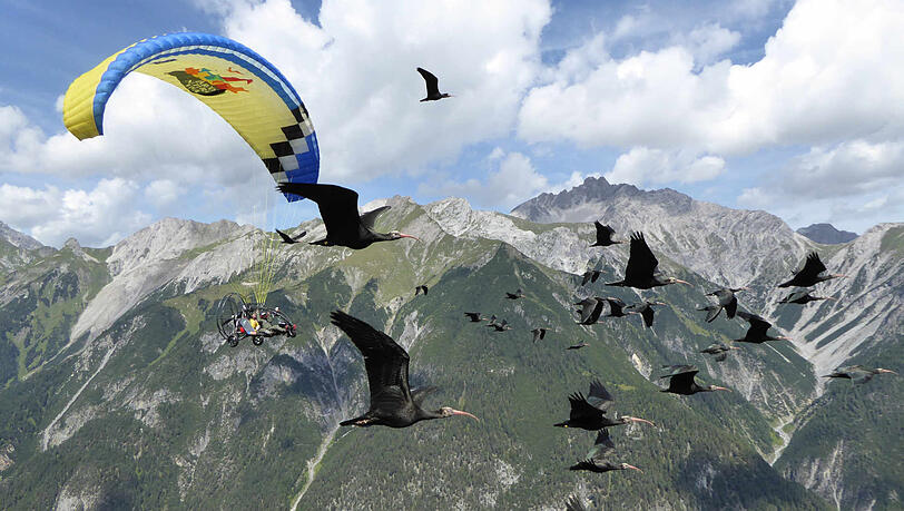 Ein Schwarm von Waldrappen überquert begleitet von einem Gleitschirmflieger die Alpen. Ein Schwarm von Waldrappen überquert begleitet von einem Gleitschirmflieger die Alpen.