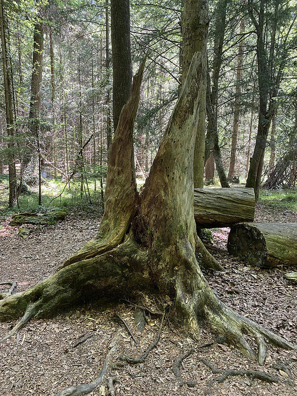 Der Paterzeller Eibenwald in der Gemeinde Wessobrunn. Der Paterzeller Eibenwald in der Gemeinde Wessobrunn.