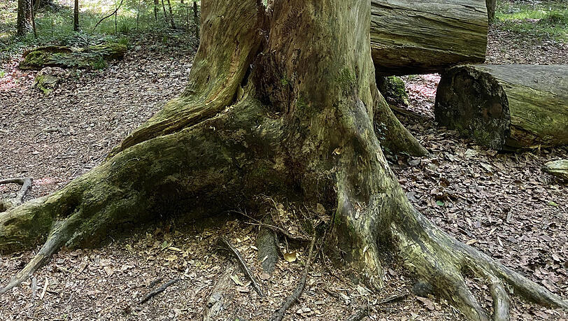 Der Paterzeller Eibenwald in der Gemeinde Wessobrunn. Der Paterzeller Eibenwald in der Gemeinde Wessobrunn.