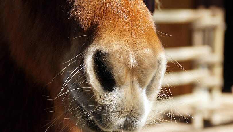 Aus ermittlungstechnischen Gr&uuml;nden wurden nach Angaben der Deutschen Reiterlichen Vereinigung keine weiteren Details ver&ouml;ffentlicht. (Symbolbild)