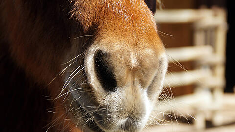 Aus ermittlungstechnischen Gr&uuml;nden wurden nach Angaben der Deutschen Reiterlichen Vereinigung keine weiteren Details ver&ouml;ffentlicht. (Symbolbild)