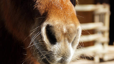 Aus ermittlungstechnischen Gr&uuml;nden wurden nach Angaben der Deutschen Reiterlichen Vereinigung keine weiteren Details ver&ouml;ffentlicht. (Symbolbild)