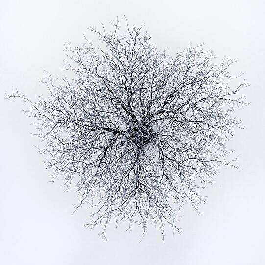 "Dendrites" in der Kategorie Abstrakt.