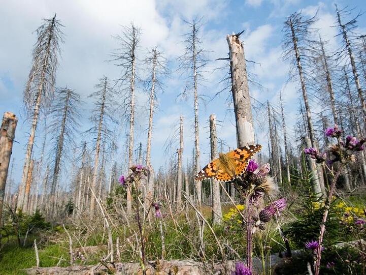 Der deutsche Wald ist durch Dürrejahre und Schädlinge zum Patienten geworden.