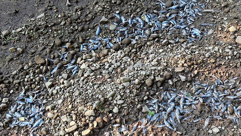 Hunderte Fische sind im trocken gefallenen H&uuml;llgraben verendet.