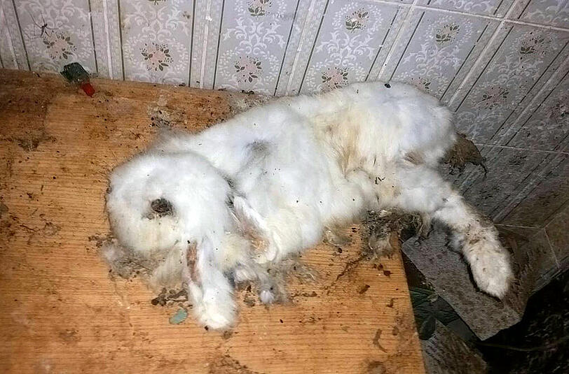 Müll, Exkremente, Tier-Kadaver: Die Bilder aus dem Horror-Haus sind kaum zu ertragen.