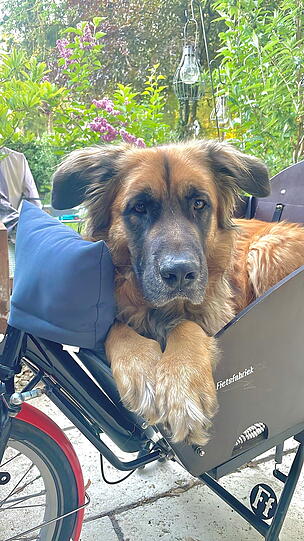 Rocky, unser sanfter Riese auf vier Pfoten, fährt vorne im Lastenrad wie ein echter Co-Pilot. Halb Bernardiner, halb Schäferhund – ganz Superhund! Mit wachem Blick behält er alles im Auge und bringt Herzen zum Schmelzen.