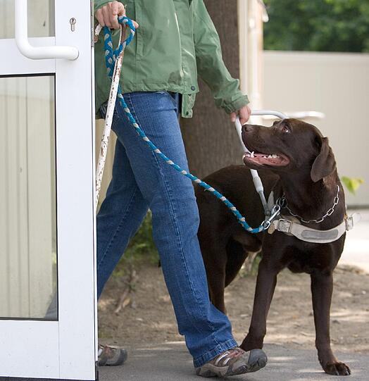 Als Grund habe ein Mitarbeiter angegeben, wegen des Verkaufs von Babynahrung würden Hunde in dem Laden nicht geduldet &ndash; auch nicht die als Begleithund eingesetzte Labrador-Hündin. (Symbolbild)