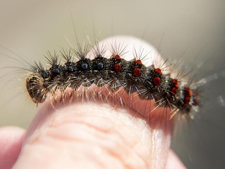 Ein Schwammspinner sitzt auf einem Finger. Foto: Daniel Karmann/dpa