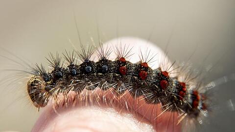 Ein Schwammspinner sitzt auf einem Finger. Foto: Daniel Karmann/dpa