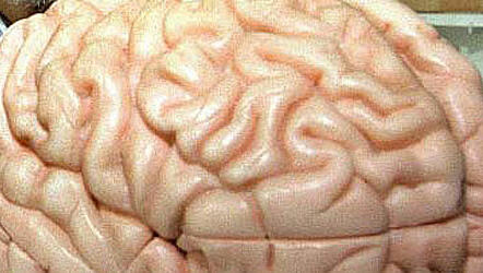 Warum sammelt sich der Alzheimer-Stoff im Gehirn? Warum sammelt sich der Alzheimer-Stoff im Gehirn?