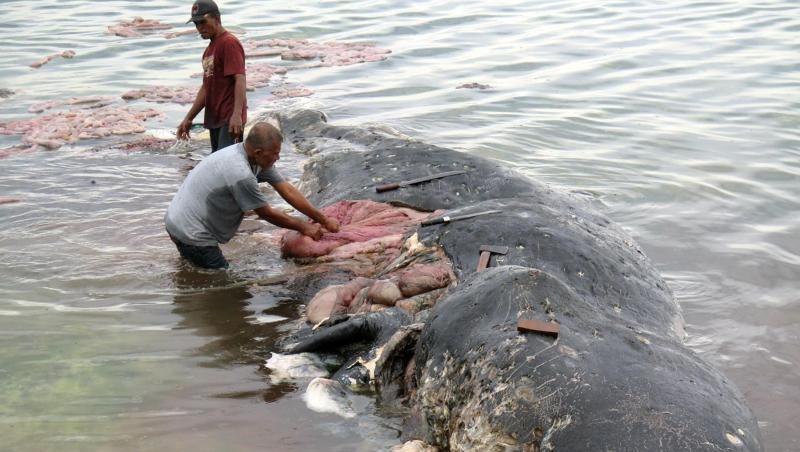 An der Küste Indonesiens ist ein toter Wal mit knapp sechs Kilogramm Plastik im Magen angespült worden. An der Küste Indonesiens ist ein toter Wal mit knapp sechs Kilogramm Plastik im Magen angespült worden.