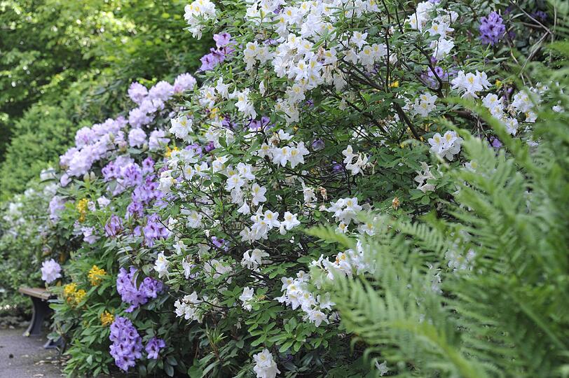 Im Botanischn Garten blüht es derzeit überall, am Pfingstwochenede gibt es außerdem reichlich Programm.