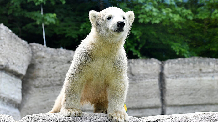 Eisbärmädchen Quintana darf ab heute in den Tiefen des Polarparks in Hellabrunn herumschnuppern.