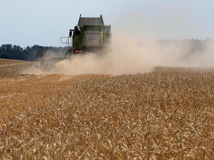 Weizenernte in Leitzkau in Sachsen-Anhalt.