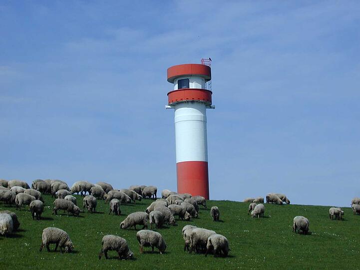 Schafe grasen am Leuchtturm auf der Elbinsel Krautsand
