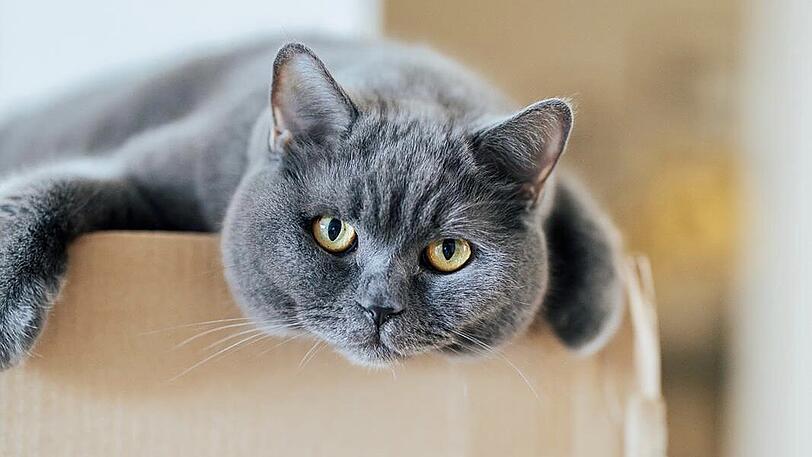 Chloé