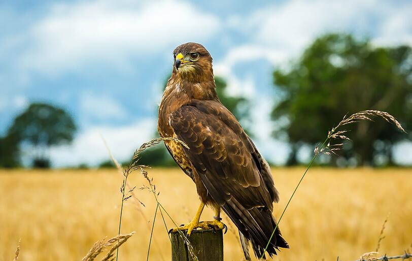 Sieht man einen Greifvogel auf Pflöcken oder dergleichen ansitzen oder auf Beute lauern, handelt es sich dabei hierzulande meist um einen Mäusebussard (Buteo buteo). Wie der Name sagt, hat er eine Vorliebe für Wühlmäuse, greift sich aber auch andere kleine Nager, die er auf dem Feld entdeckt. Sieht man einen Greifvogel auf Pflöcken oder dergleichen ansitzen oder auf Beute lauern, handelt es sich dabei hierzulande meist um einen Mäusebussard (Buteo buteo). Wie der Name sagt, hat er eine Vorliebe für Wühlmäuse, greift sich aber auch andere kleine Nager, die er auf dem Feld entdeckt.