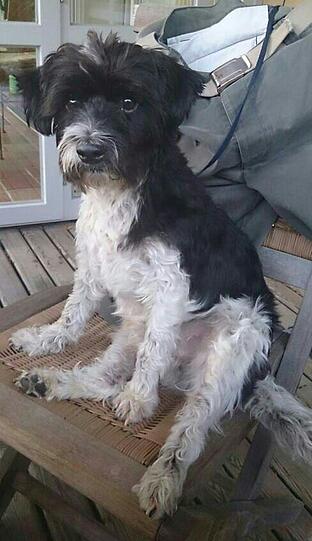 Oben schwarz, unten weiß: Seit Donnerstag wird der kleine Samy vermisst. Das Hündchen trägt ein Brustgeschirr.