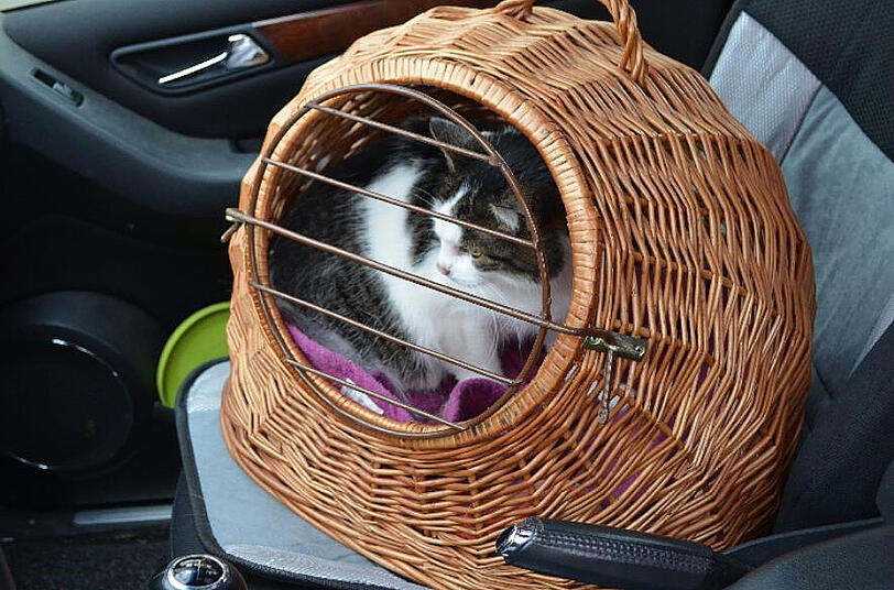 Bei einer Katze auf dem Beifahrersitz müssen Sie vorsichtig sein und genau aufpassen das der Käfig gut verschlossen ist.