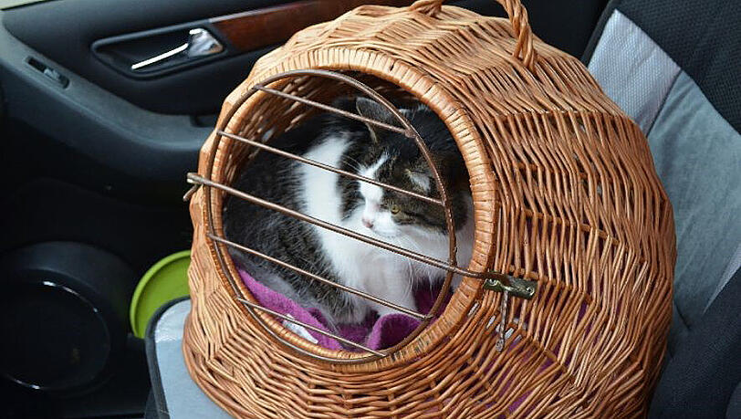 Bei einer Katze auf dem Beifahrersitz müssen Sie vorsichtig sein und genau aufpassen das der Käfig gut verschlossen ist. Bei einer Katze auf dem Beifahrersitz müssen Sie vorsichtig sein und genau aufpassen das der Käfig gut verschlossen ist.
