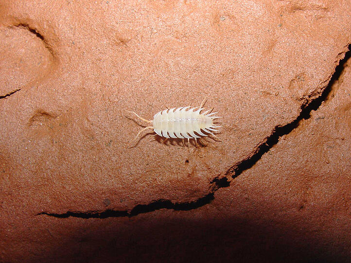 Auch eine neue Assel-Art hat es in die "Top Ten" geschafft. Die in Brasilien entdeckte Art Iuiuniscus iuiuensis ist blind, rund 9 Millimeter lang, durchsichtig und hat zahlreiche Beine. Anders als alle anderen bereits bekannten Asseln baut sich die neue Art Schutzhügel aus Lehm.