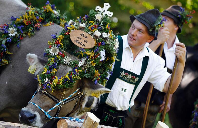 Mit brauchtümlichen Trachten treiben die Bauern ihre prachtvoll geschmückten Kühe ins Tal. Die Bilder vom Almabtrieb!