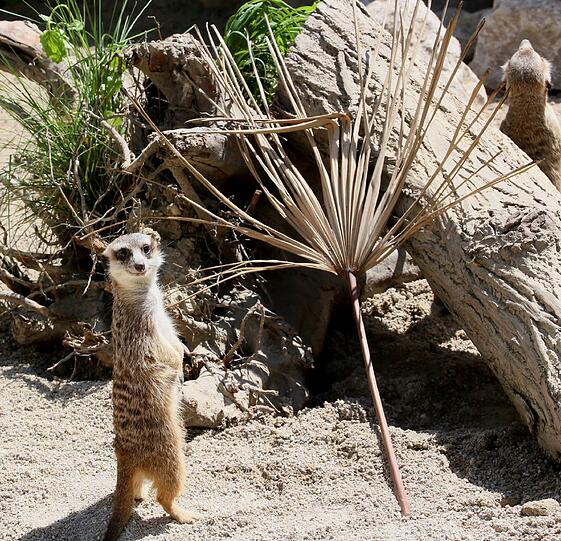 Die Erdmännchen im Münchner Tierpark Hellabrunn.