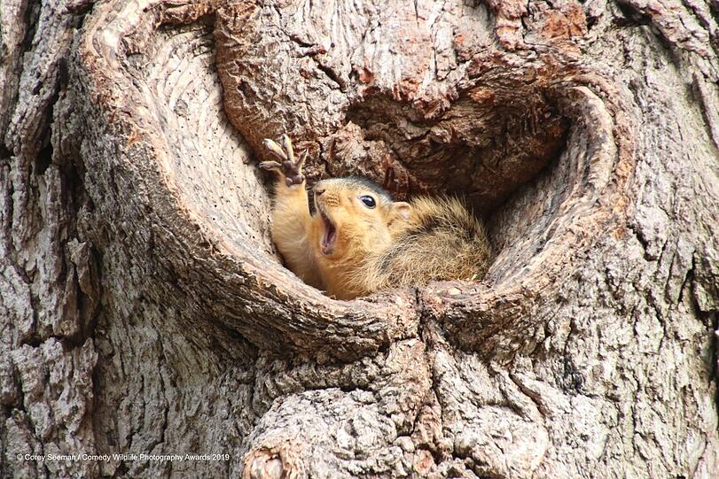 "Who would like a peanut?"