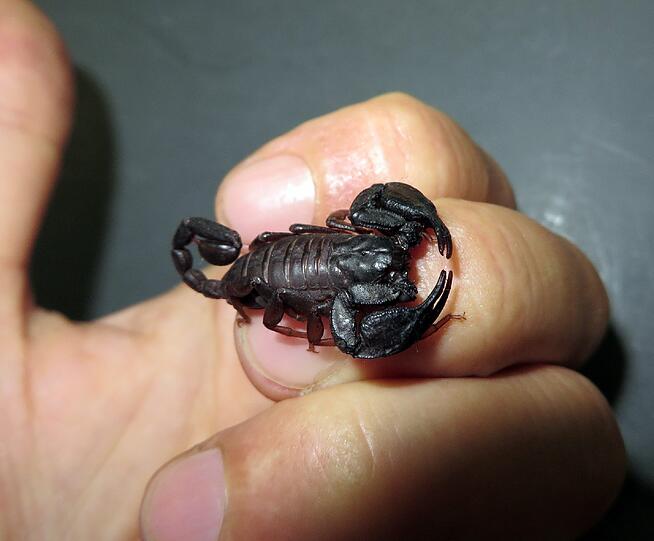 Nach dem exotischen Fund in Laim wird ein neues Zuhause für den kleinen Scorpion-King gesucht.