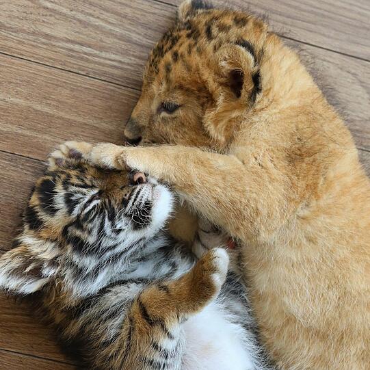Die beiden kleinen Raubkatzen im japanischen Safari-Zoo