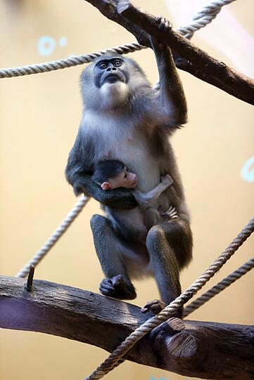Bilder vom neuen Drill-Baby im Tierpark Hellabrunn
