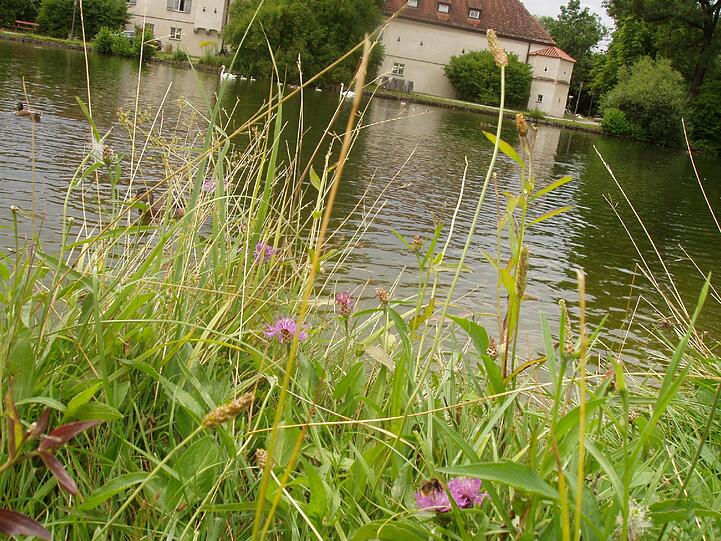 Bienenweide bei Schloss Blutenburg