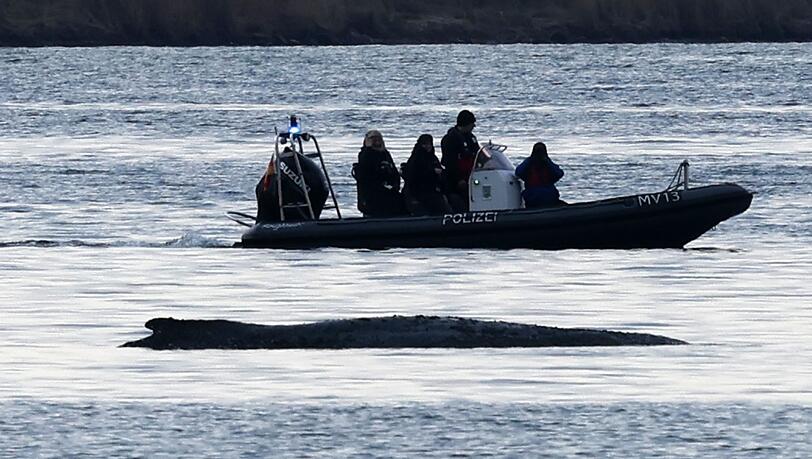 Die Bem&uuml;hungen um den gestrandeten Wal gehen weiter.