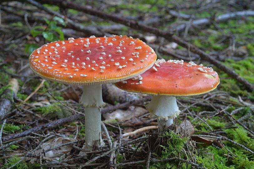 Fliegenpilze sind leicht zu erkennen. Bei schwierigeren Fällen helfen die Experten im Botanischen Garten.
Foto: privat