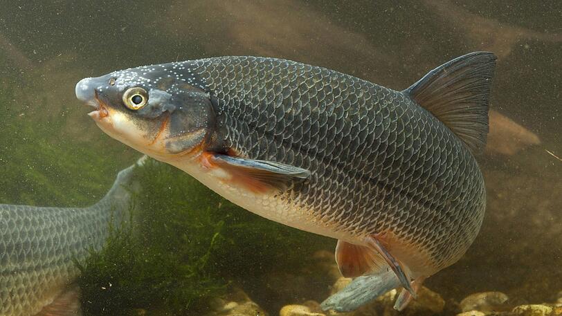 Früher hat man die Nase den "Brotfisch" der Berufsfischer an der Donau genannt, weil sie so häufig vorkam. Das ist vorbei.