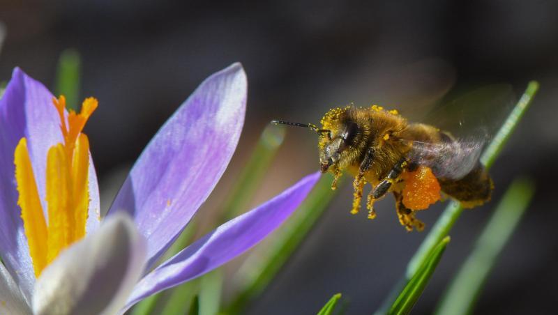 Eine Biene voller Blütenpollen. Der Nabu in Berlin bewertet die schwarz-rote Umweltpolitik. Eine Biene voller Blütenpollen. Der Nabu in Berlin bewertet die schwarz-rote Umweltpolitik.