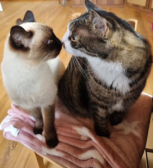 Kater Romeo und Valentino (Siam und EKH)