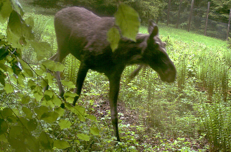 Im Nationalpark Bayerischer Wald hat die Fotofall zugeschnappt: Dieser junge Elchbulle streift zur Zeit durch Bayern.