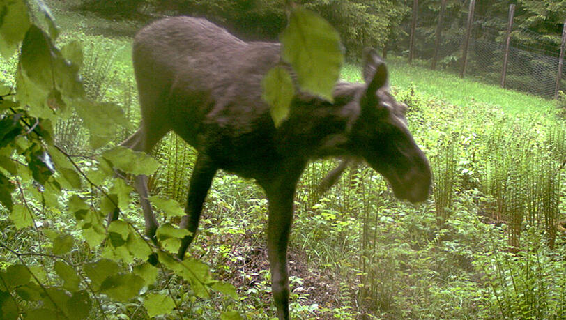 Im Nationalpark Bayerischer Wald hat die Fotofall zugeschnappt: Dieser junge Elchbulle streift zur Zeit durch Bayern. Im Nationalpark Bayerischer Wald hat die Fotofall zugeschnappt: Dieser junge Elchbulle streift zur Zeit durch Bayern.